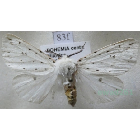 Spilosoma lubricipeda (Linnaeus, 1758) Szewnica miętówka Czech83f